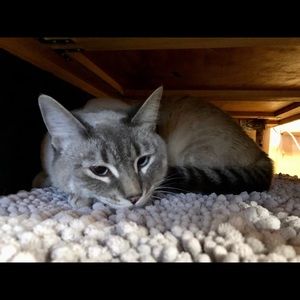 Meet your Posher, Anne